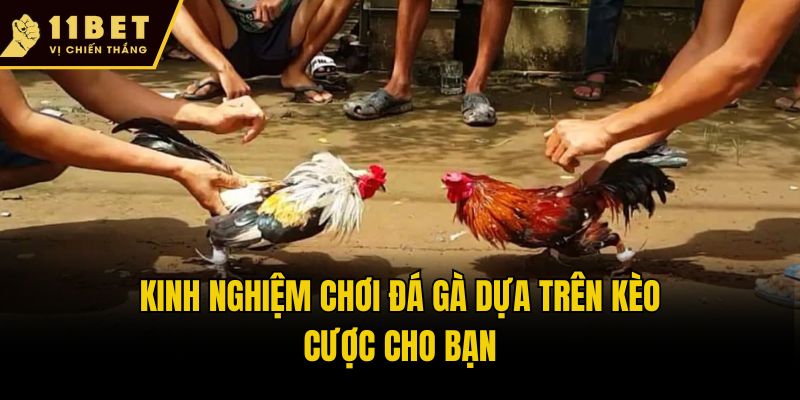 Kinh Nghiệm Chơi Đá Gà Hiệu Quả Săn Thưởng Khủng Tại 11bet 3 Kinh nghiệm chơi đá gà dựa trên kèo cược cho bạn